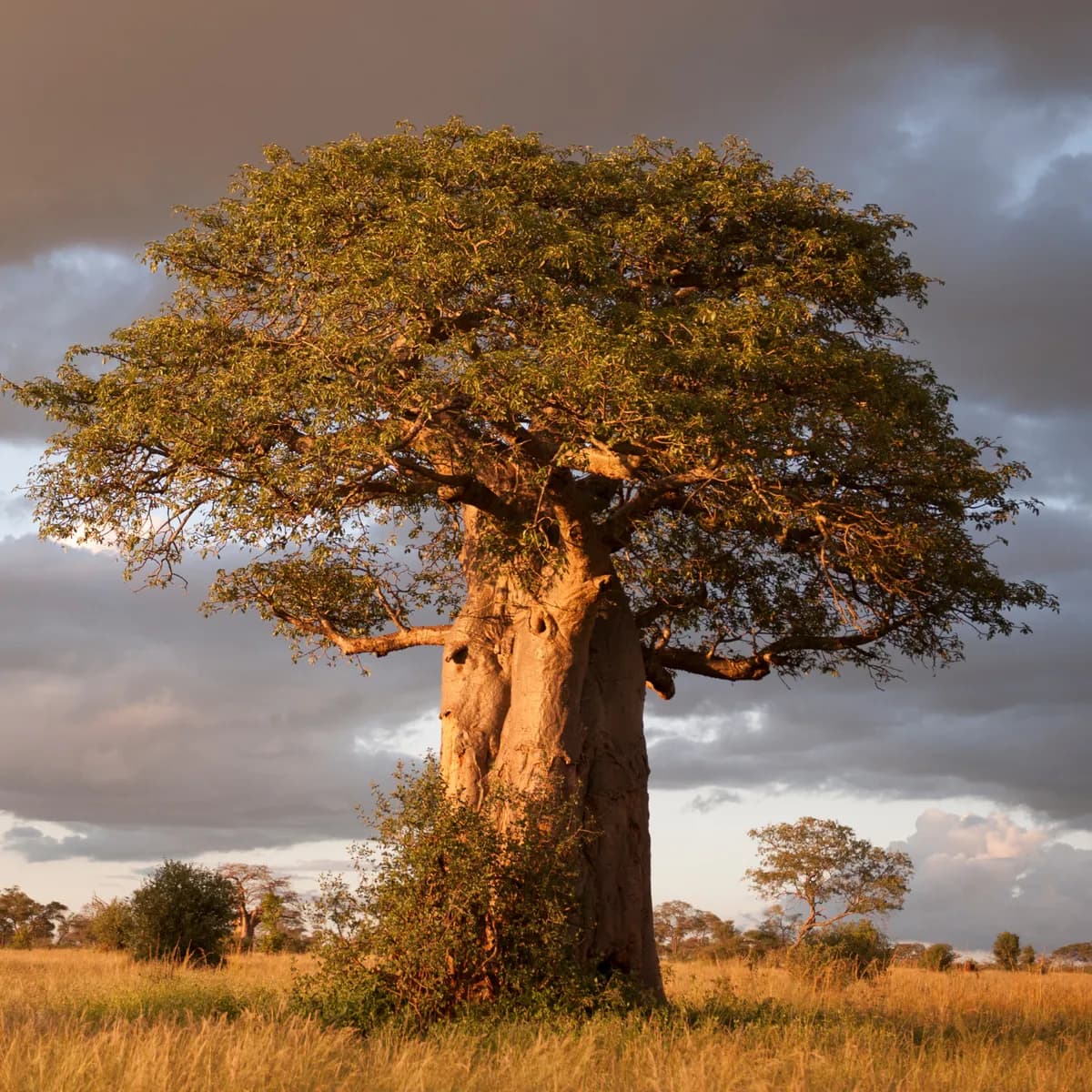 An African baobab tree in full leaf at golden hour, standing alone in open grassland