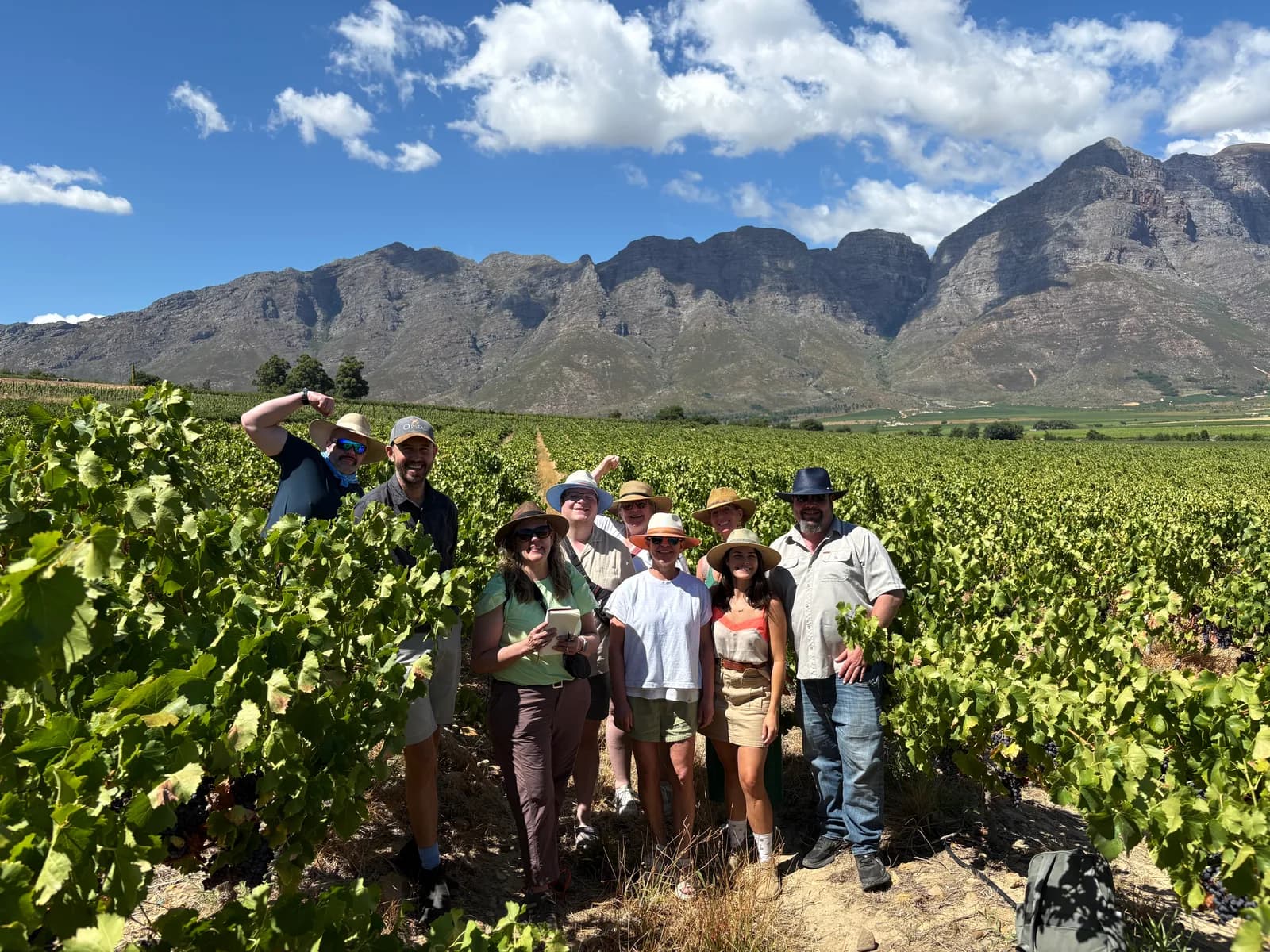 Walking the vineyard rows with grape clusters ripening on the vine, Cape winelands mountains behind