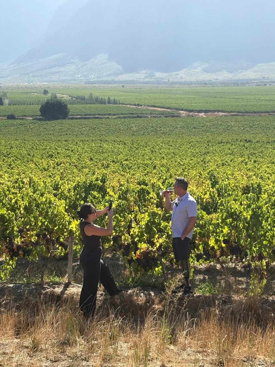 Walking the vineyard rows in the Cape winelands