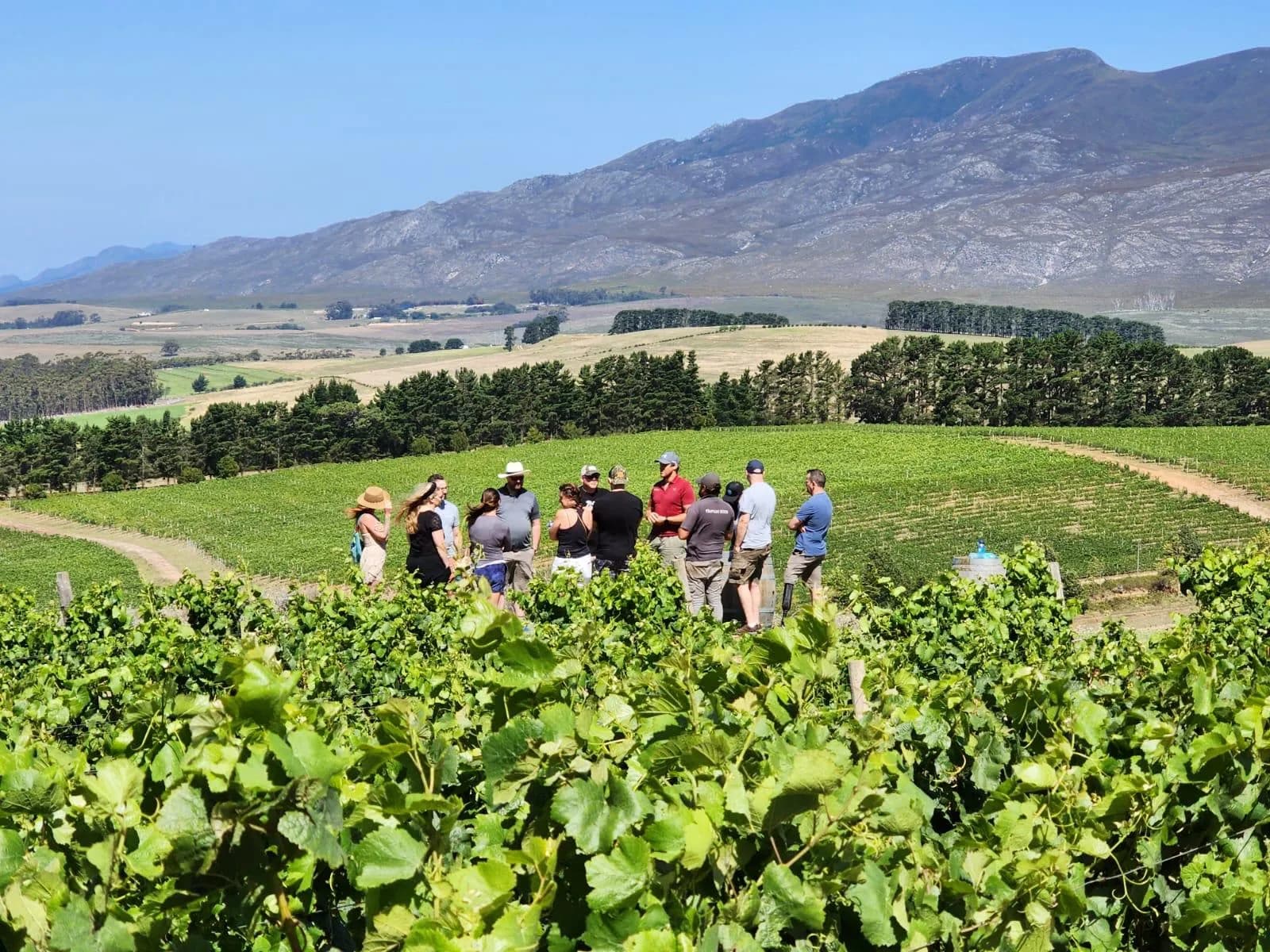 South African vineyard - Baobab Wines portfolio