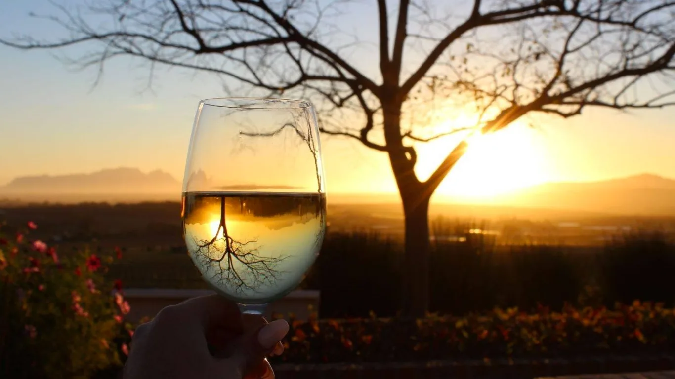 Baobab Wines - vineyard and Cape landscape