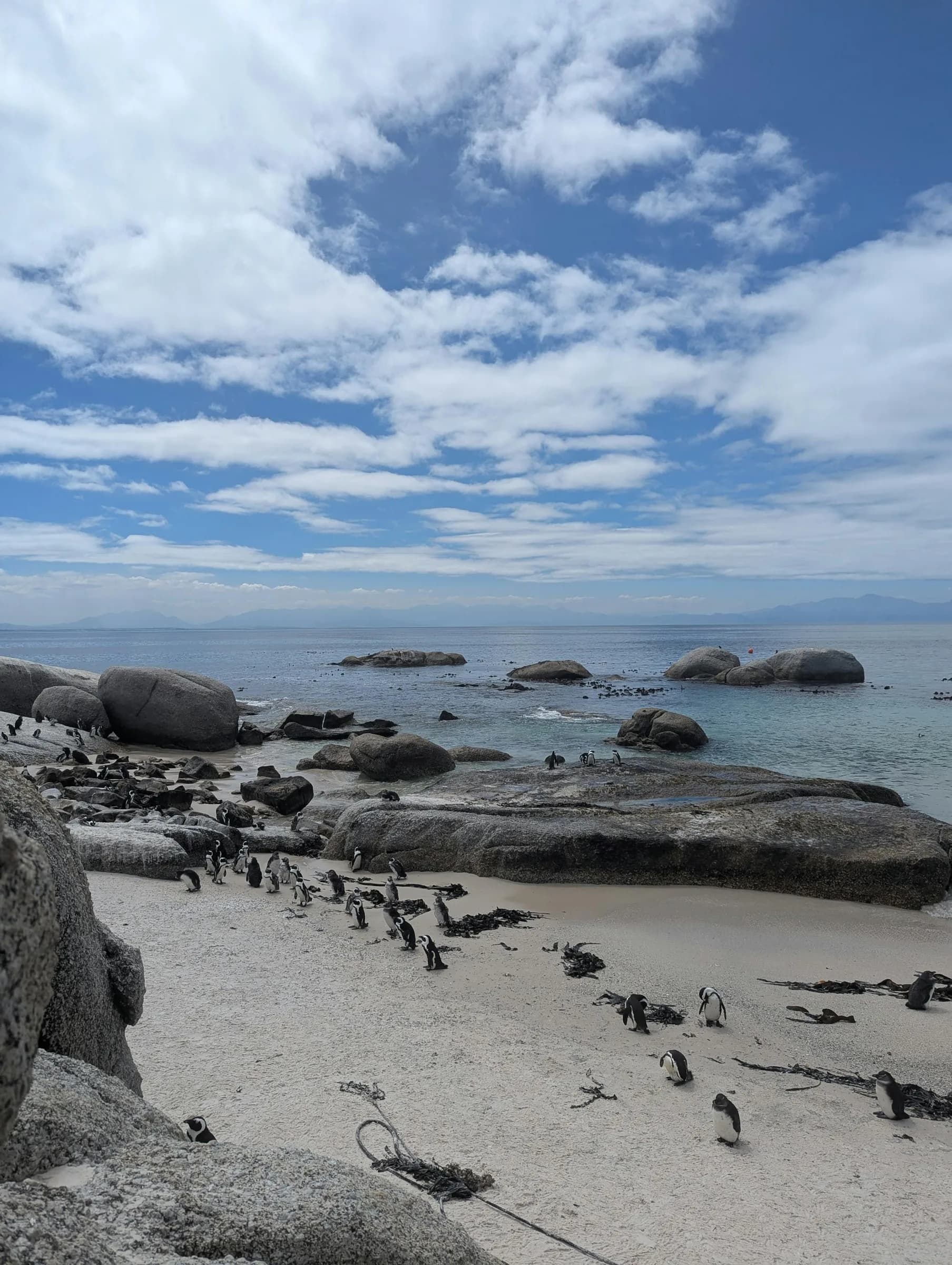 African penguins at Boulders Beach on the Cape Peninsula