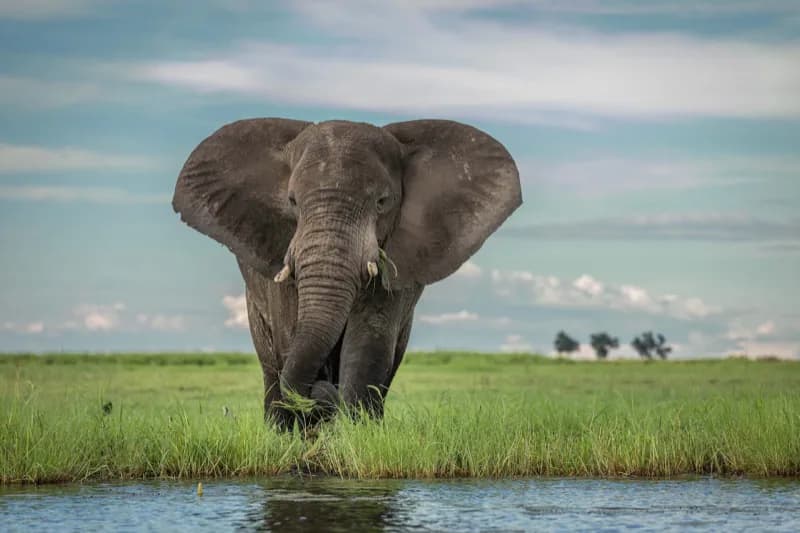 Chobe, Botswana - image 1