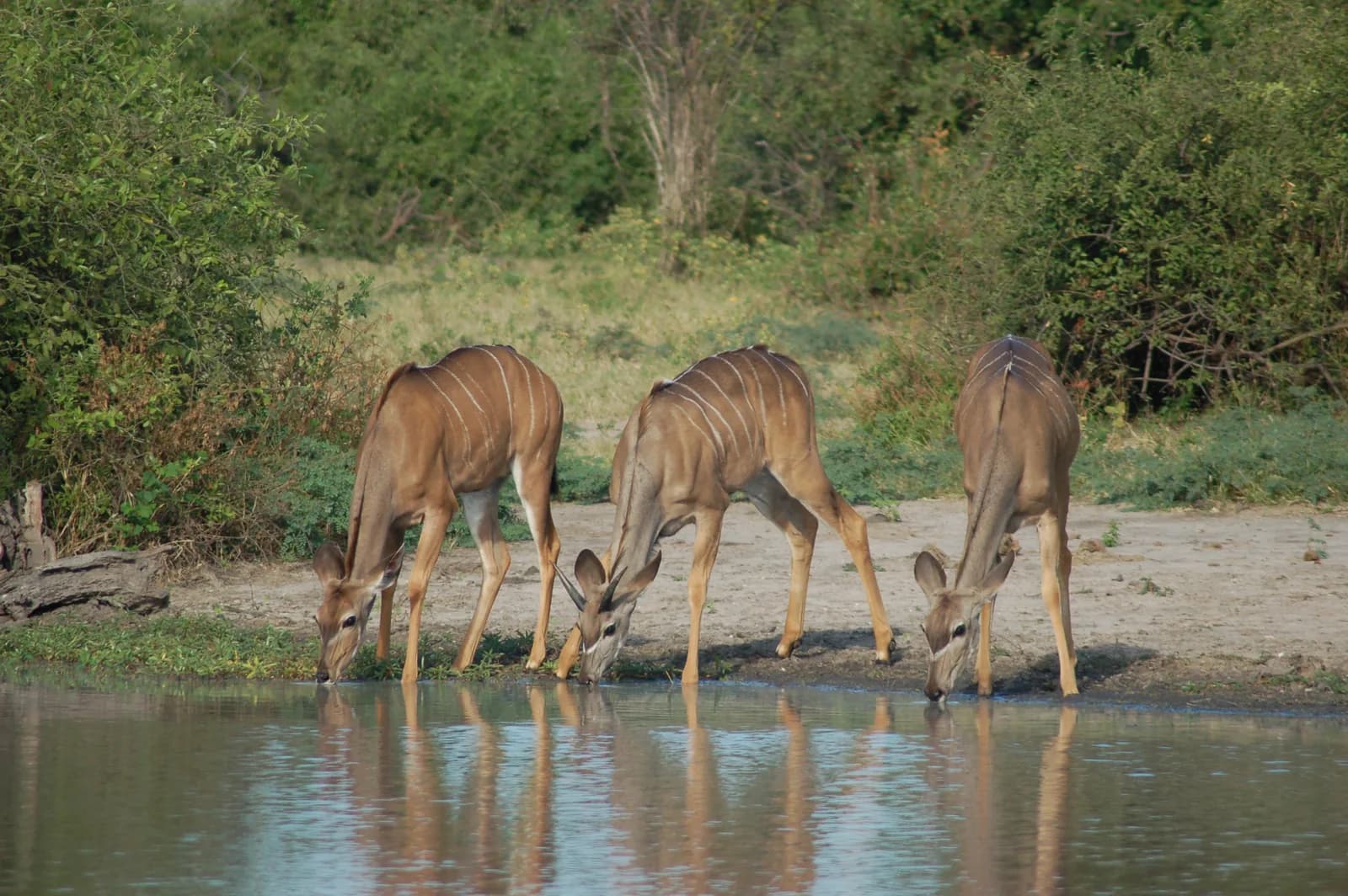 Chobe, Botswana - image 2