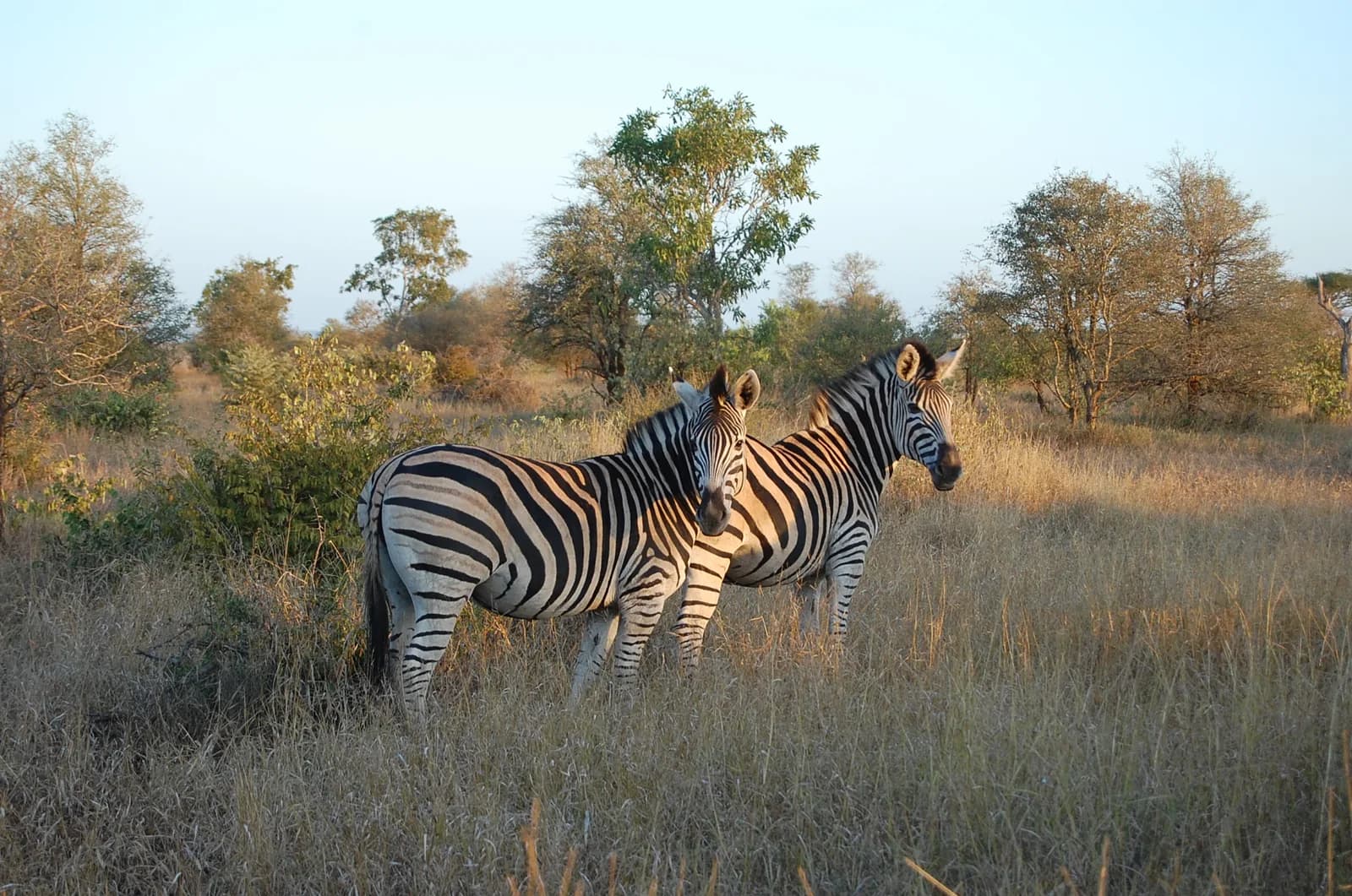 Kruger National Park Safari - image 2