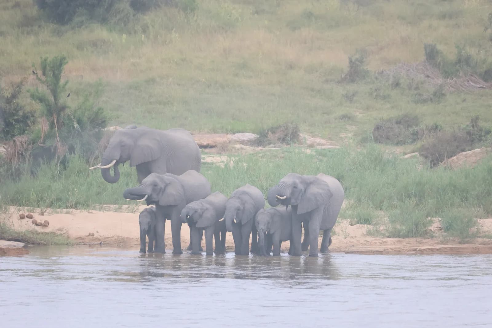 Kruger National Park Safari - image 4