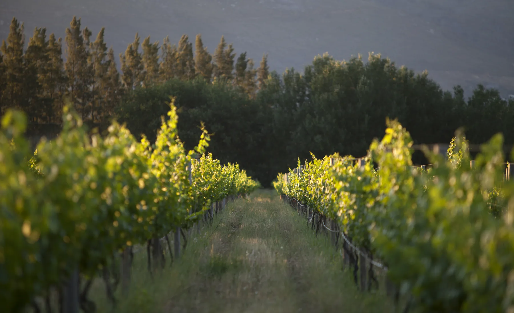 South African winelands - image 4