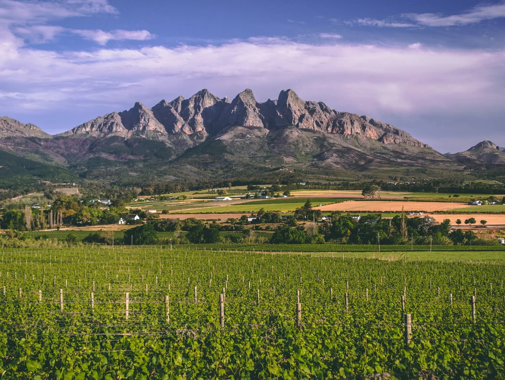 Wellington-style landscape - vineyard rows leading toward mountain range