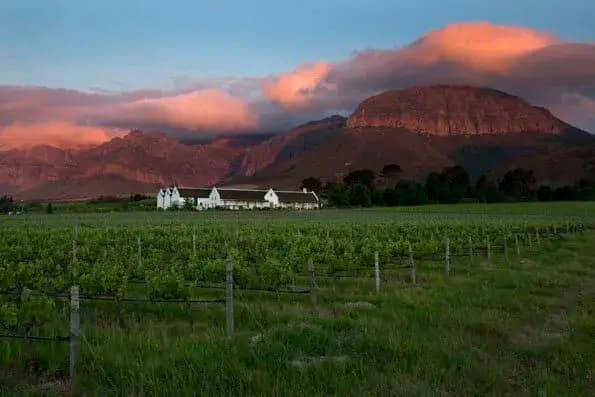 Paarl Mountain glowing pink at sunset behind a Cape Dutch homestead and vineyard rows