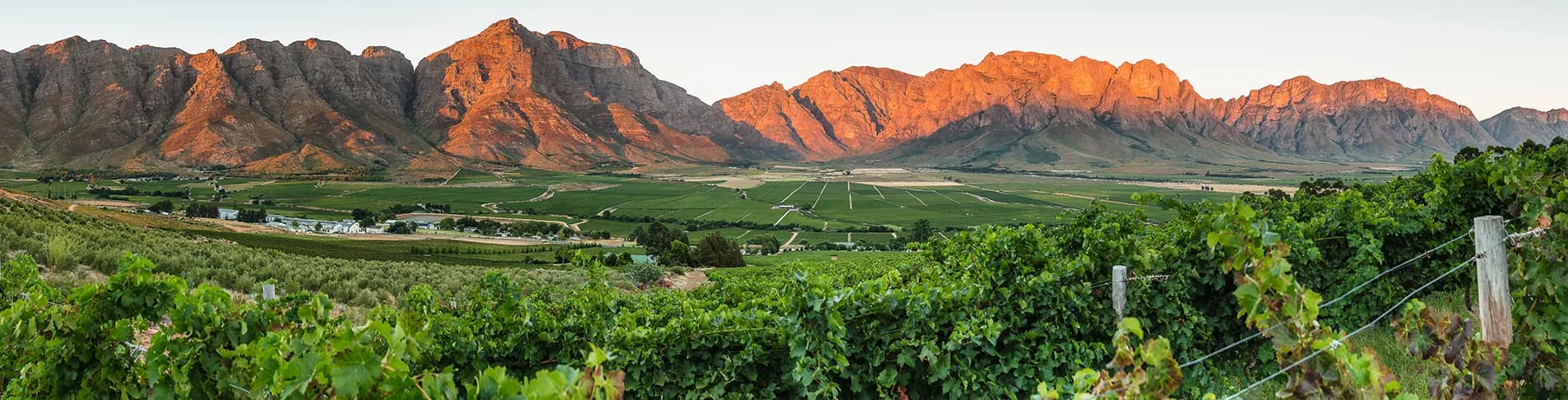 Opstal vineyard