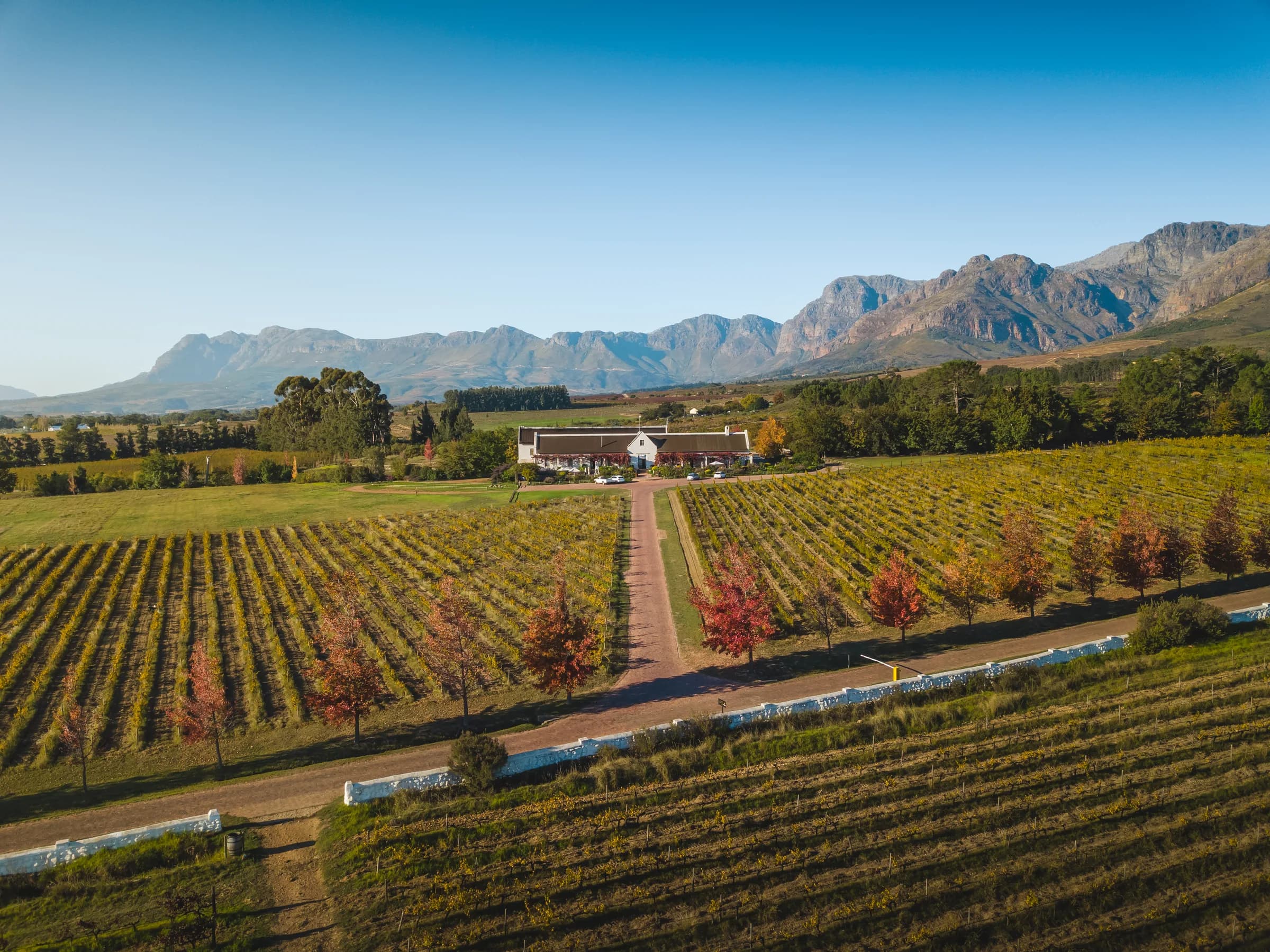 Meet the Cape - South African winelands