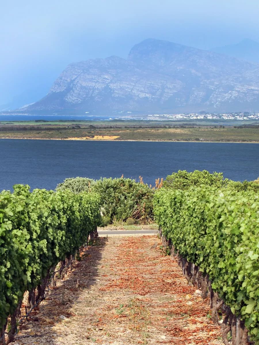 Benguela Cove vineyard rows leading down to the Bot River lagoon and Walker Bay at sunset