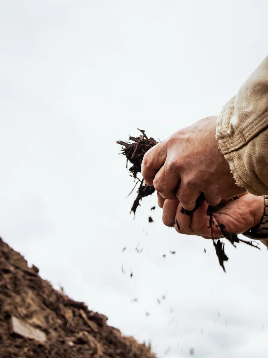 Longridge biodynamic compost handled in the vineyard