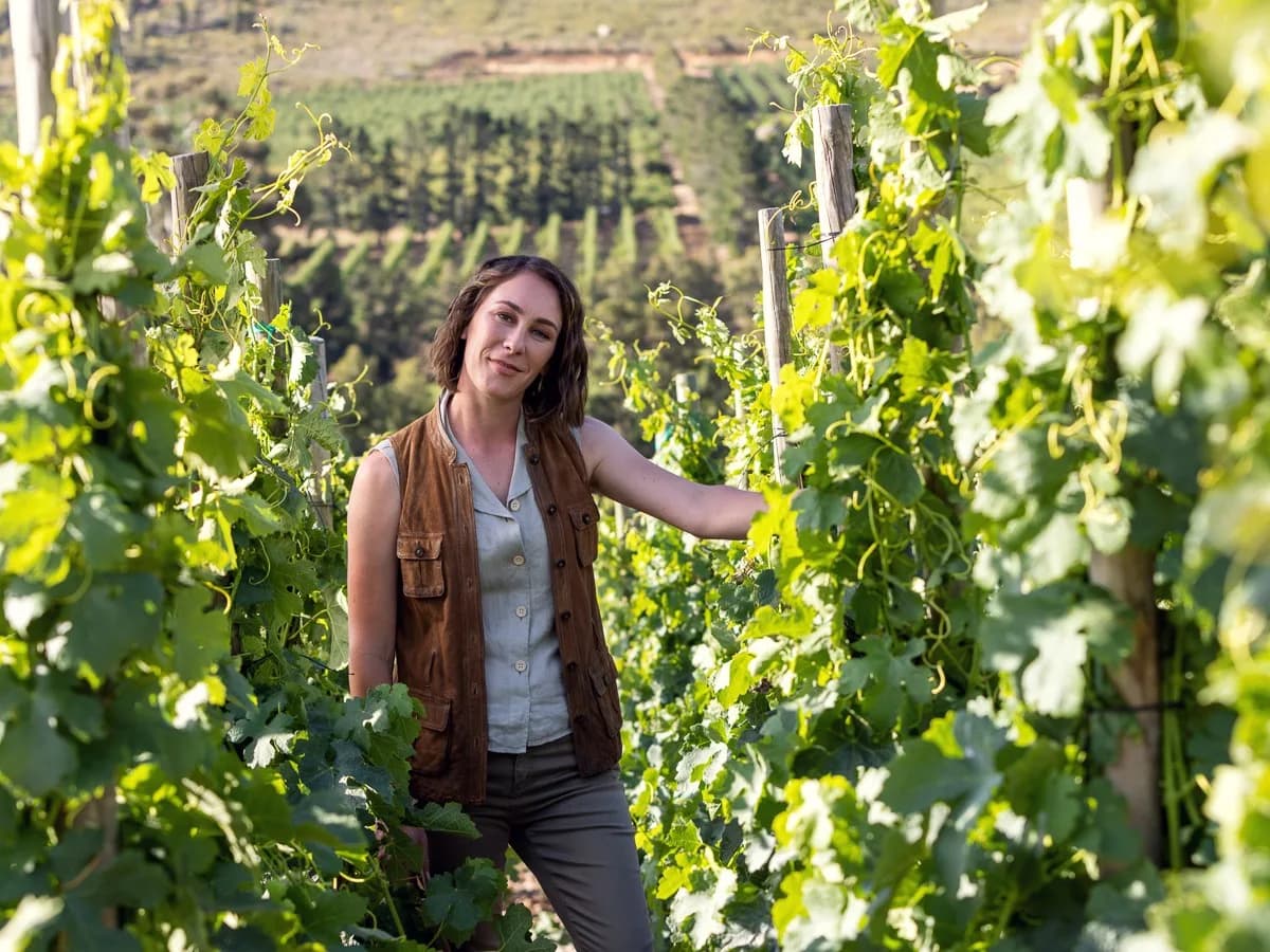 Olifantsberg vineyard and estate - image 1