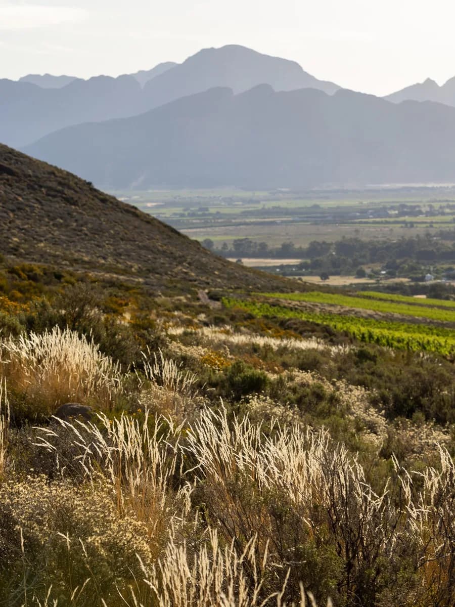 The Breedekloof mountainside above Olifantsberg - fynbos slopes and dry-farmed vineyards in the valley at golden hour