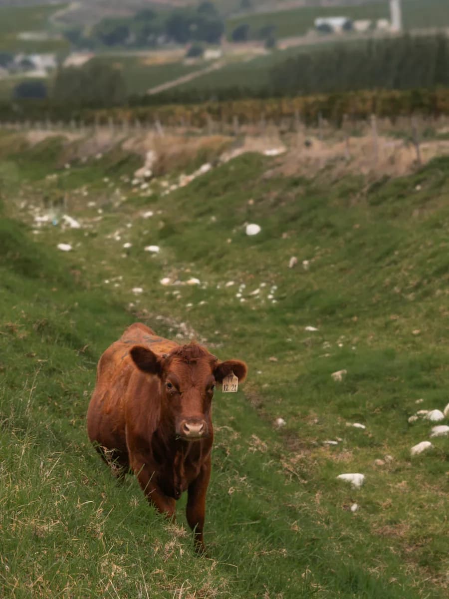 A red Dexter calf standing in a grassed vineyard row at Opstal Estate