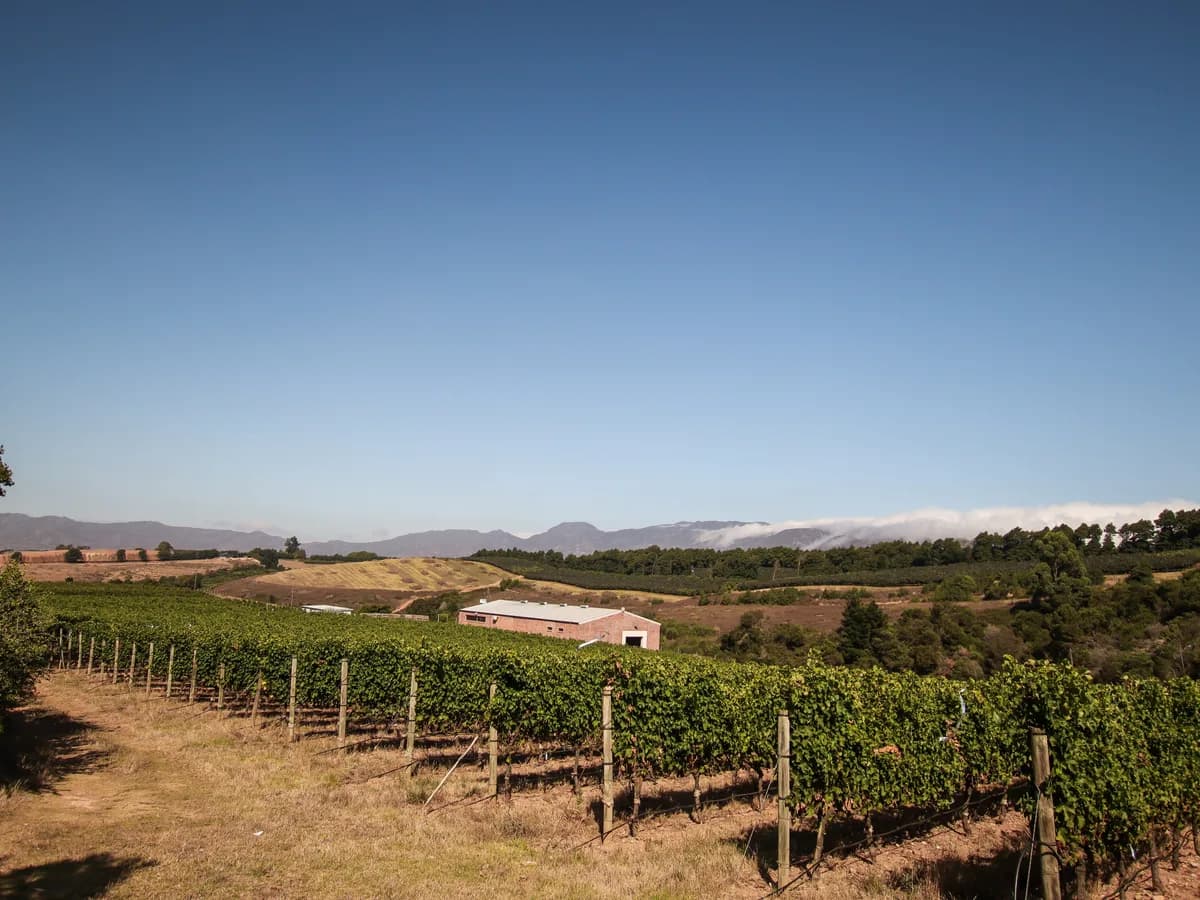 Radford Dale vineyard and estate - image 3