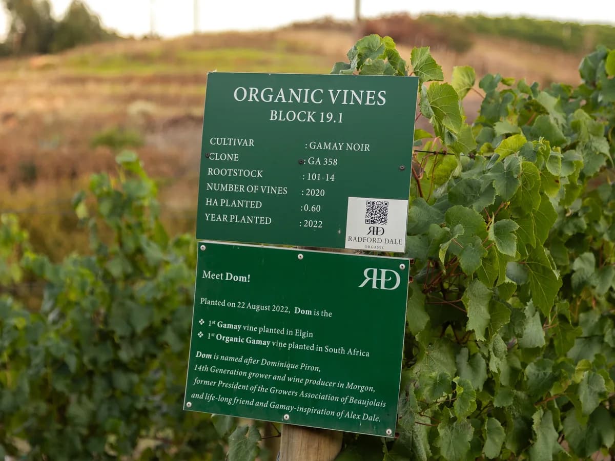 Radford Dale vineyard and estate - image 4