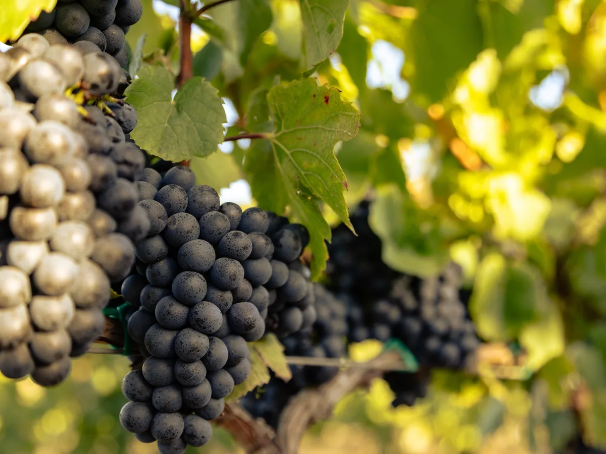 Radford Dale vineyard and estate - image 5