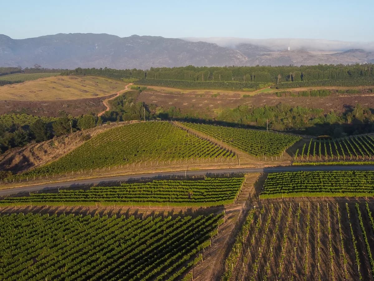 Radford Dale vineyard and estate - image 10