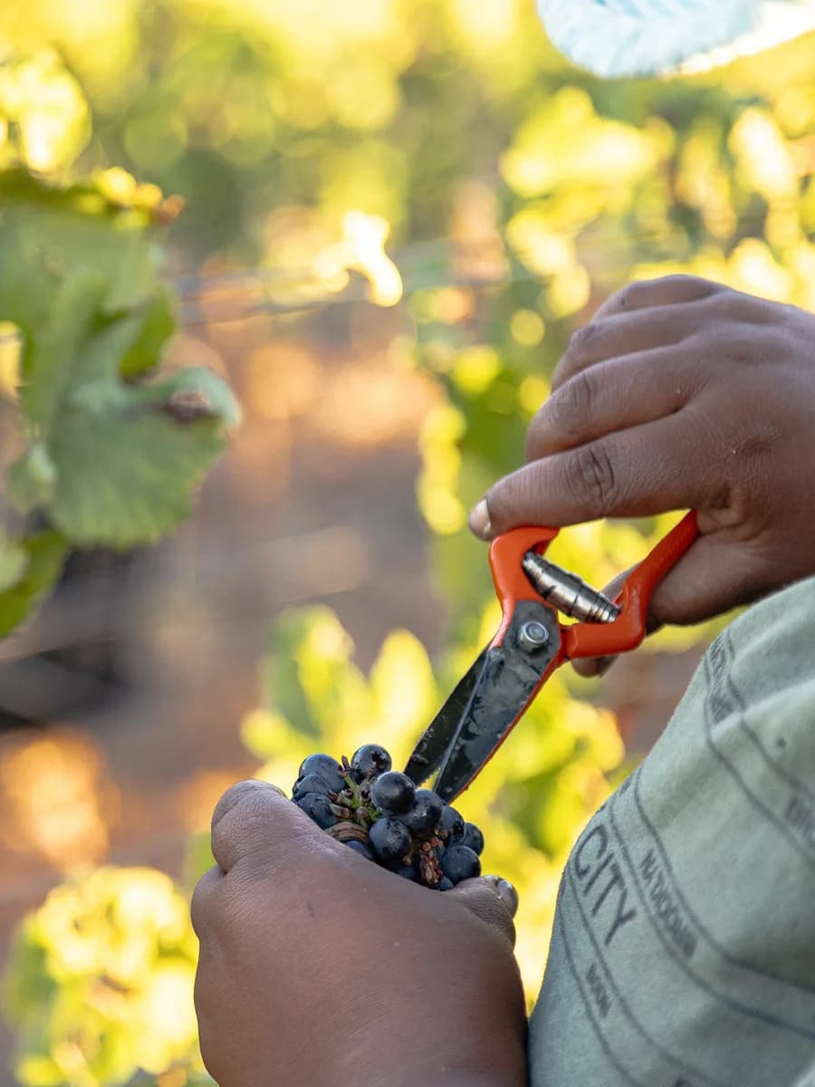 Hand-pruning a vine with secateurs at Radford Dale