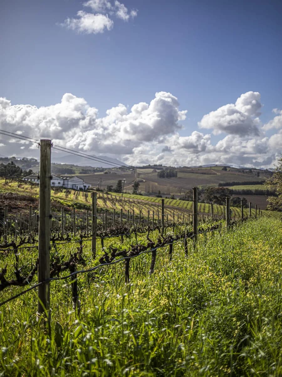 Vineyard rows under a big Cape sky at Radford Dale