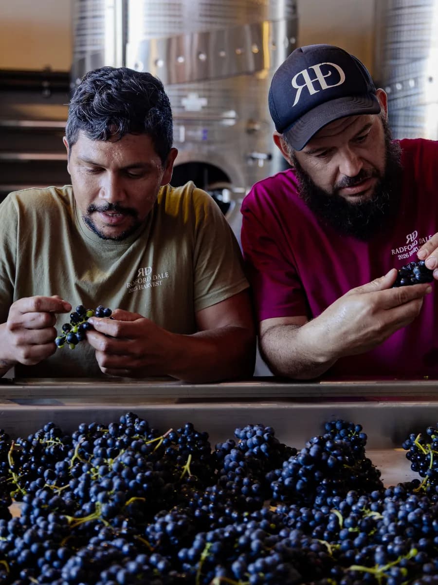 Two cellar team members hand-sorting red grapes at harvest