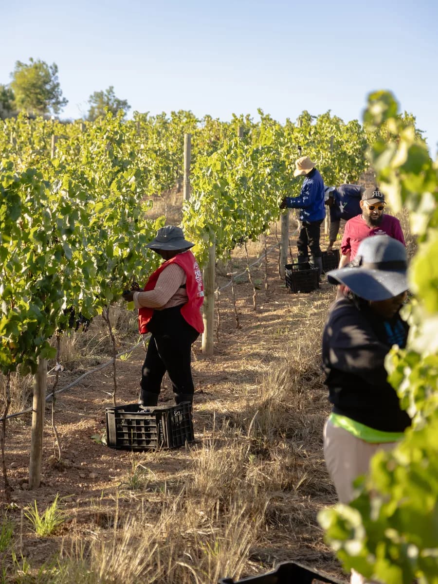 The harvest team picking by hand between the vine rows