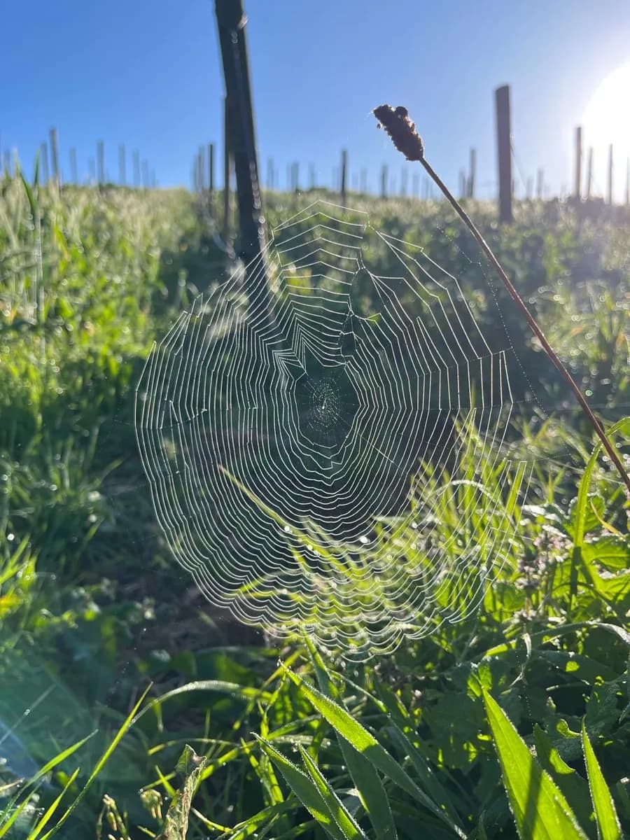 A spider web strung between organic vines in the morning sun