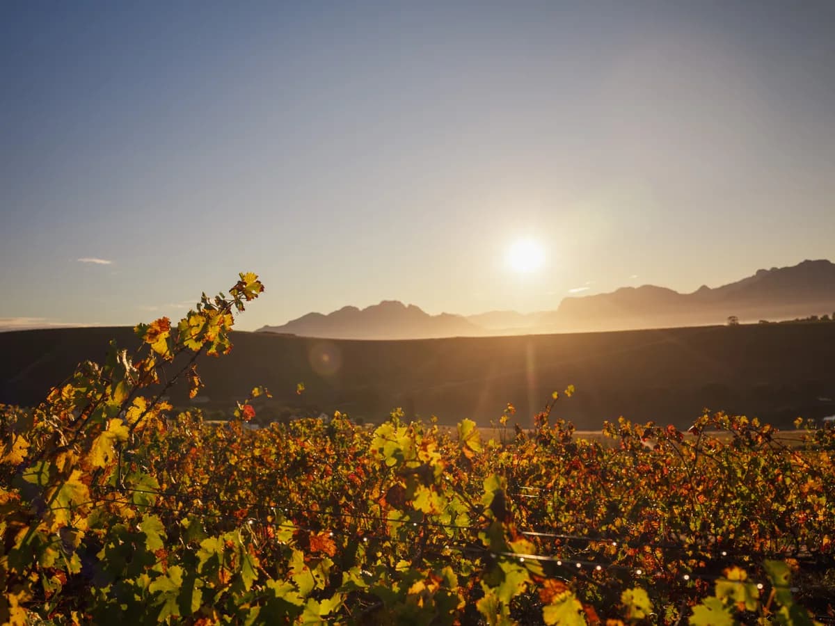 Three Quarters vineyard and estate - image 3