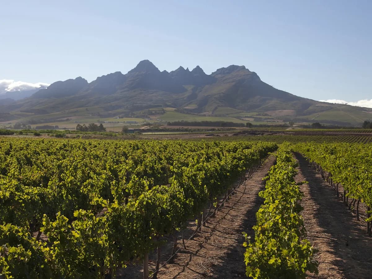 The Winery of Good Hope vineyard and estate - image 1