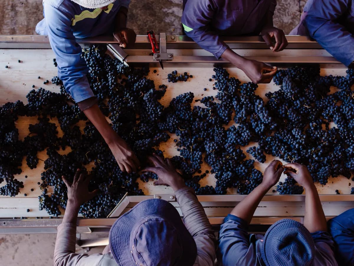 The Winery of Good Hope vineyard and estate - image 2