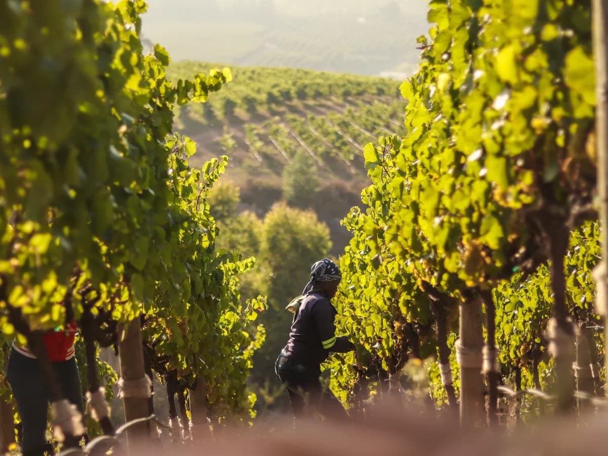 The Winery of Good Hope vineyard and estate - image 5