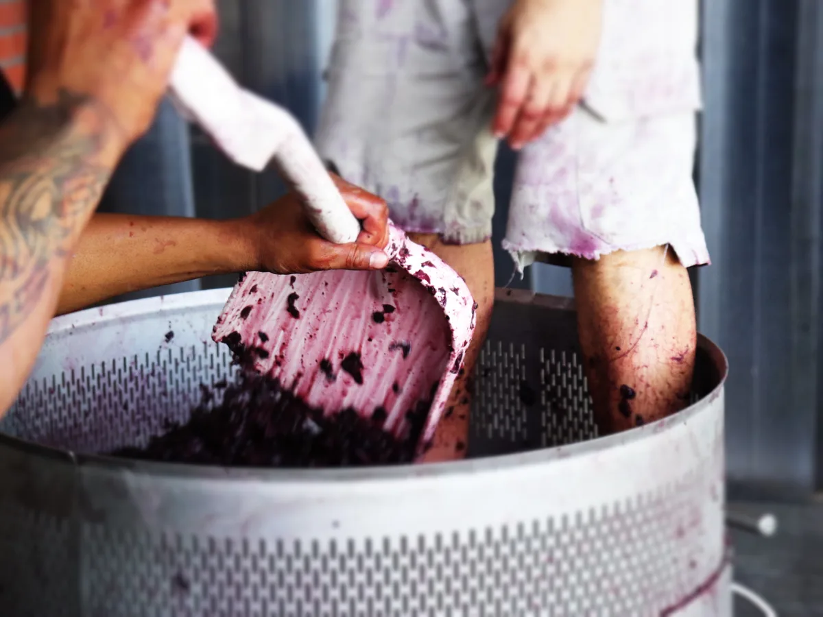 The Winery of Good Hope vineyard and estate - image 6