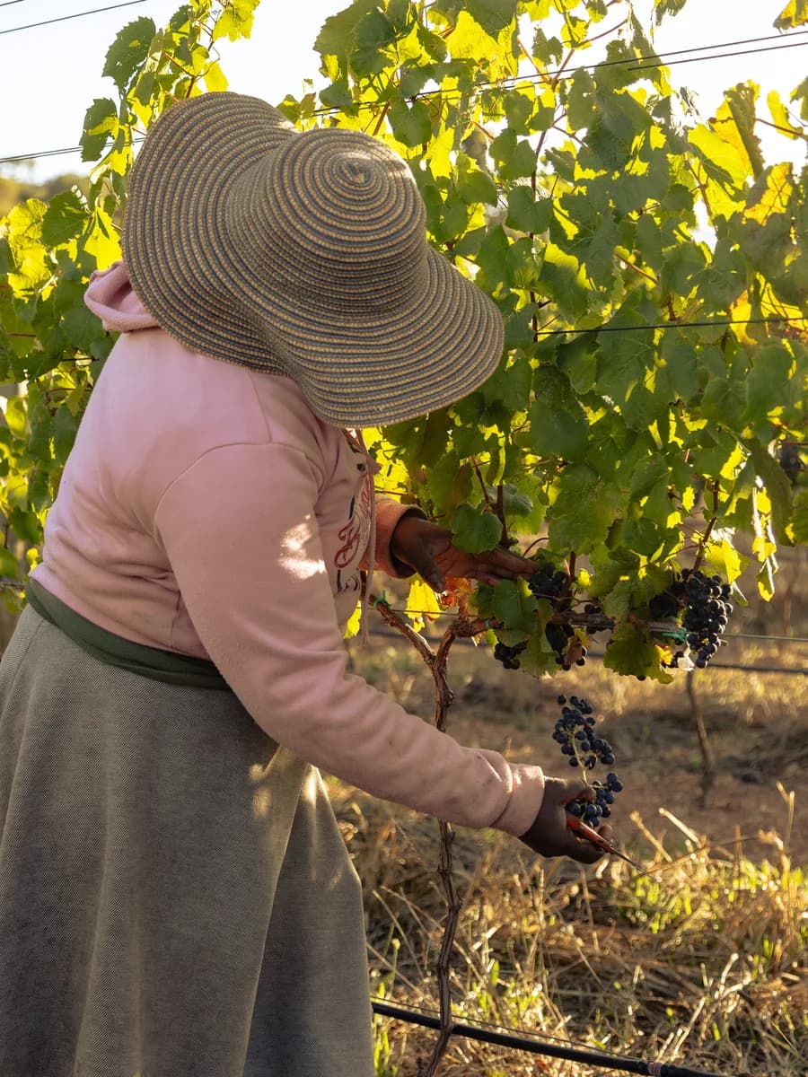 A picker in a straw hat harvesting red grapes by hand