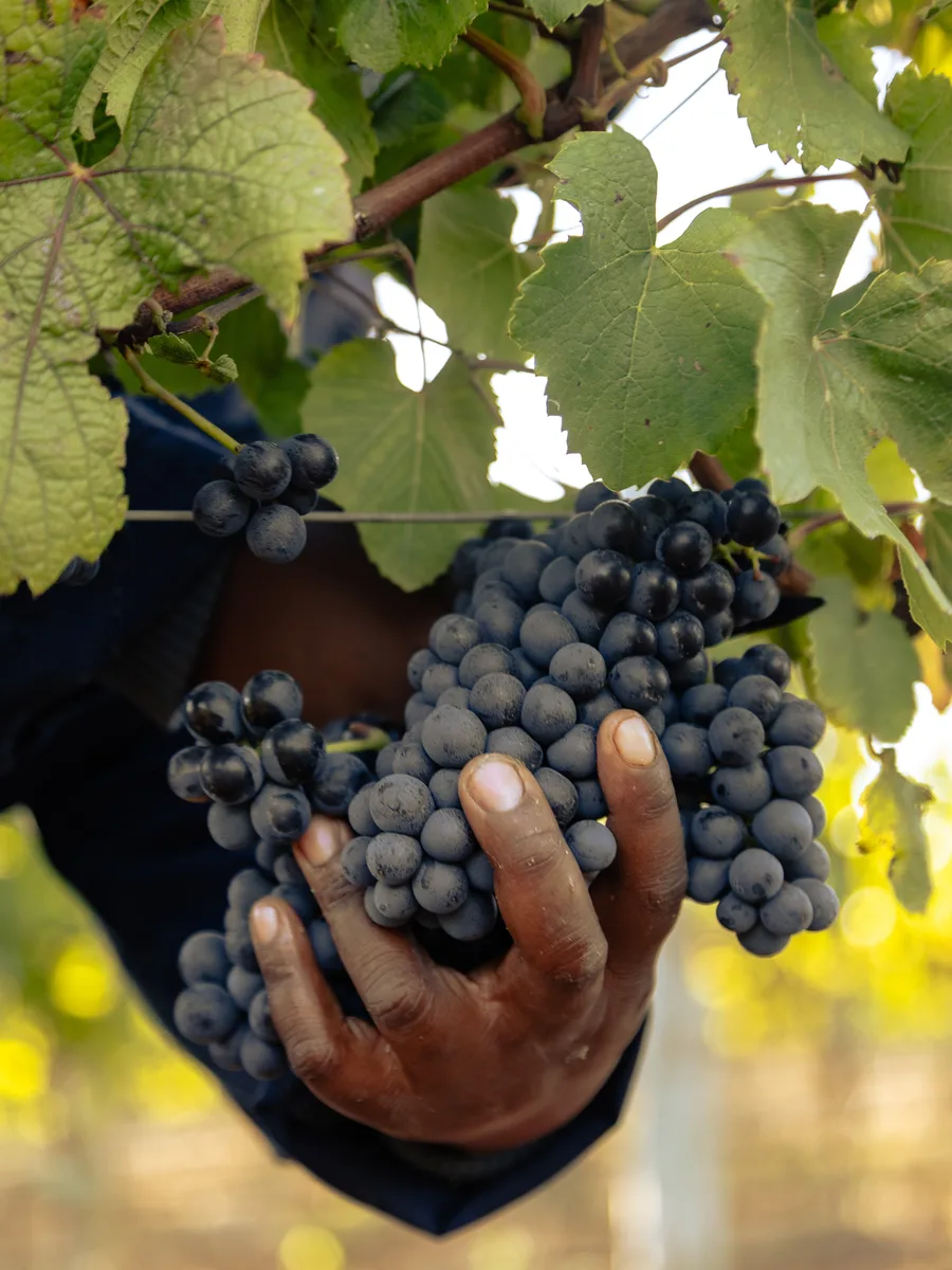 A hand cradling a bunch of ripe red grapes on the vine