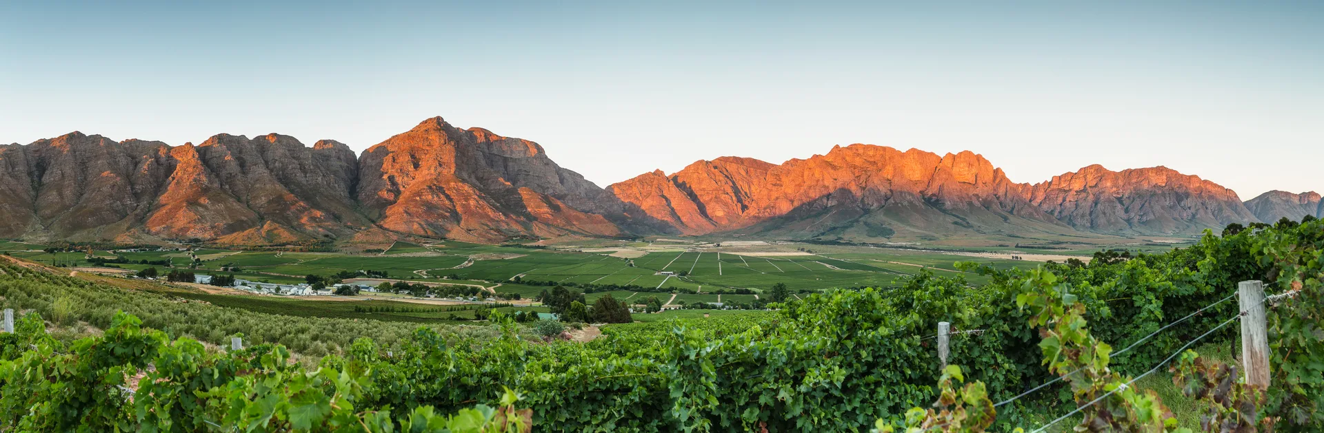 South African wine estate - Baobab Wines portfolio hero