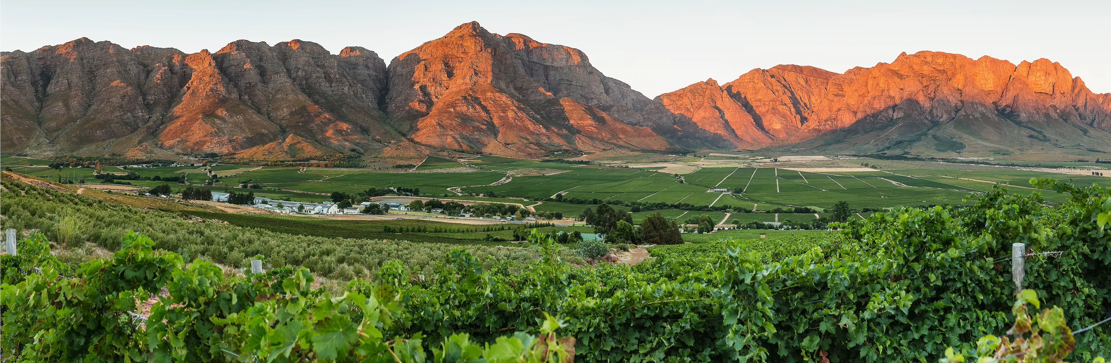 South African wine estate - Baobab Wines portfolio hero
