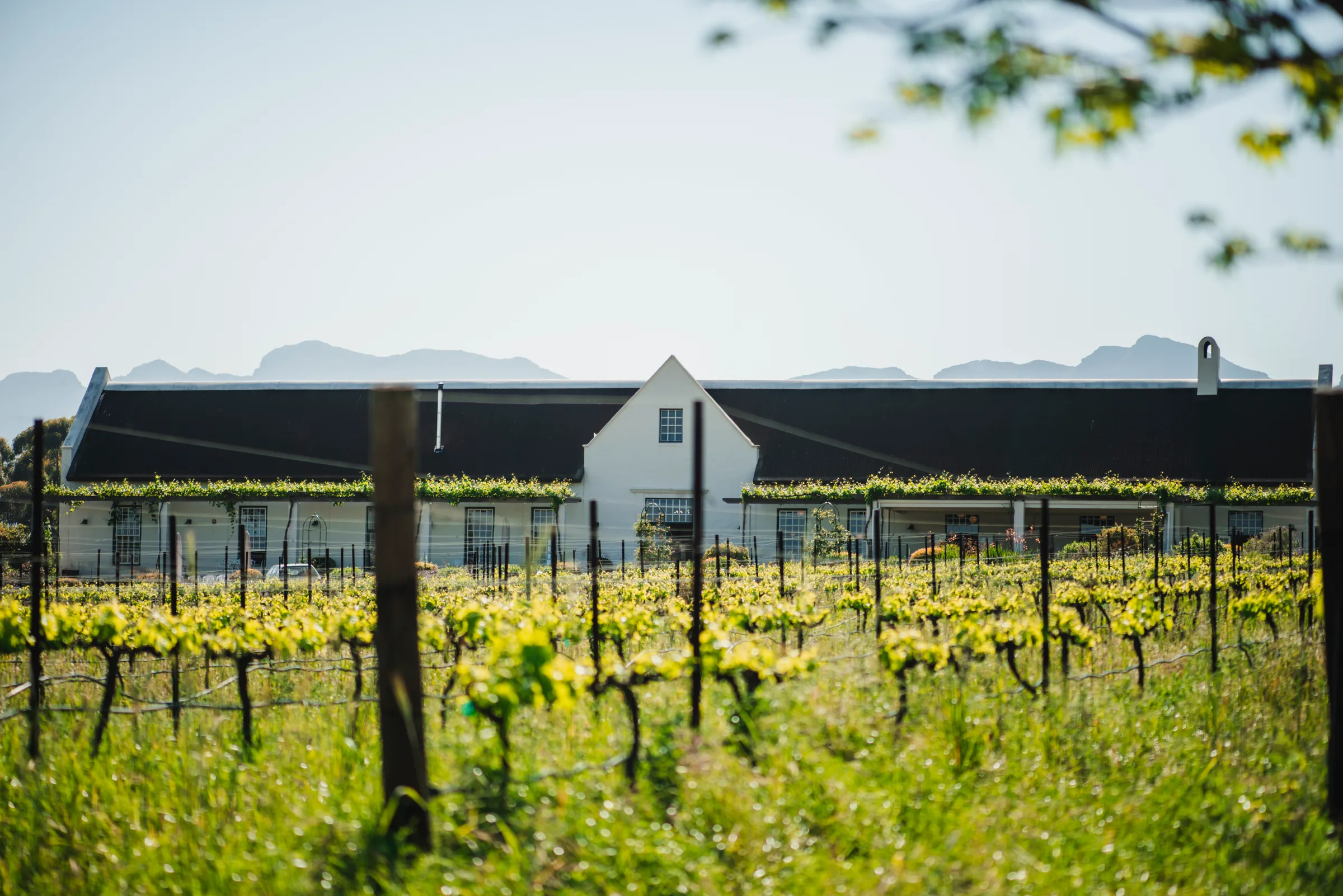 Heritage Estates - the rooted side of South African wine