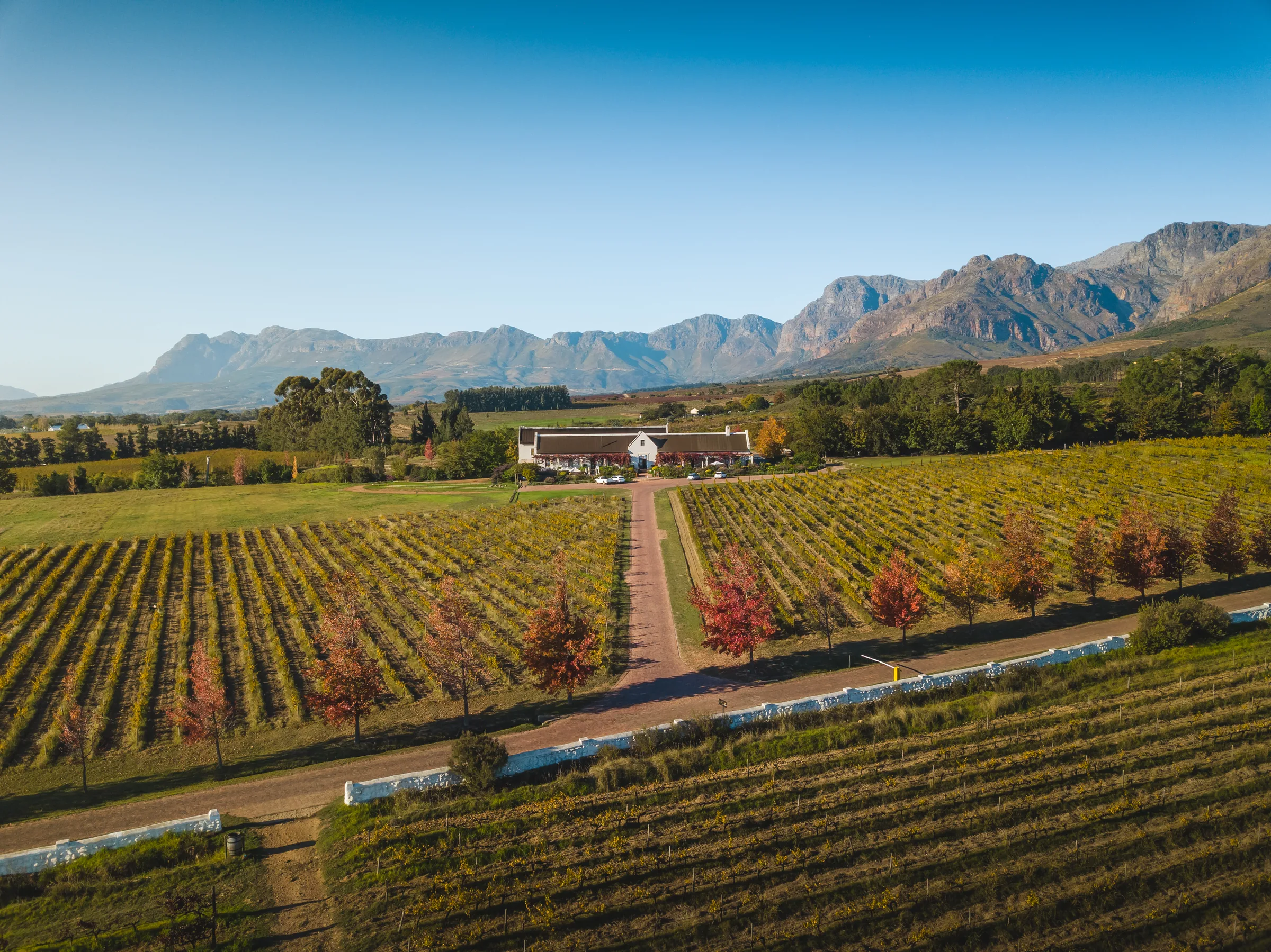 Meet the Cape - South African winelands