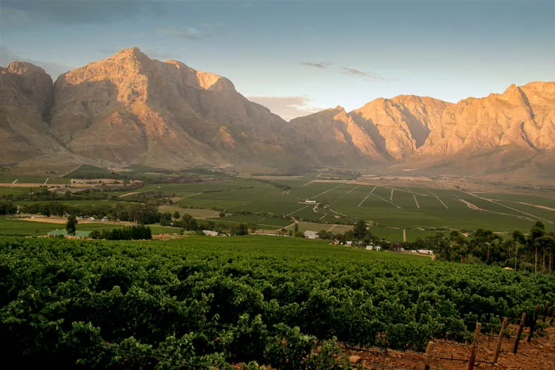 Olifantsberg vineyard above the Breedekloof valley with Cape Fold mountains in the distance