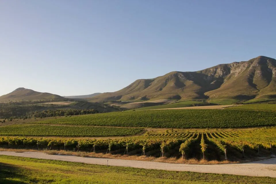 Misty mountains rising over rolling green Overberg farmland with a lone tree