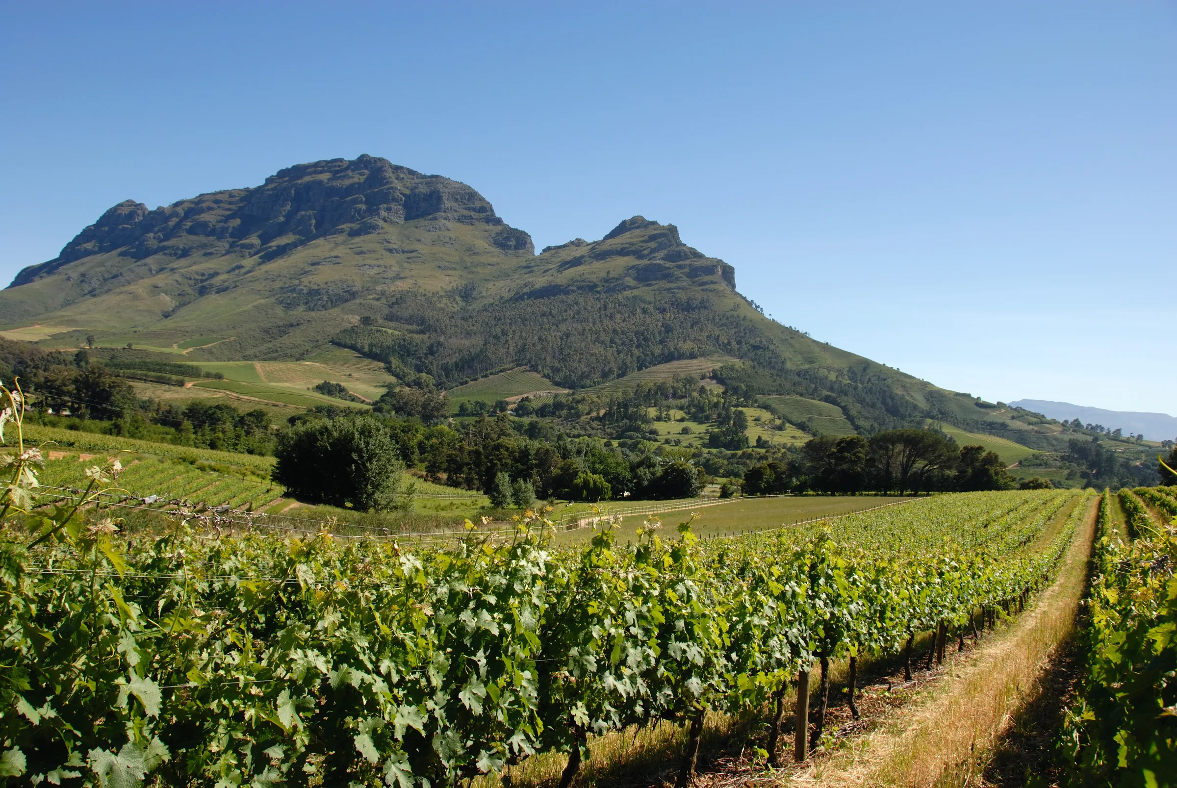 Stellenbosch valley at sunset - vineyards rolling toward distant mountains, viewed from a Cape Dutch stoep