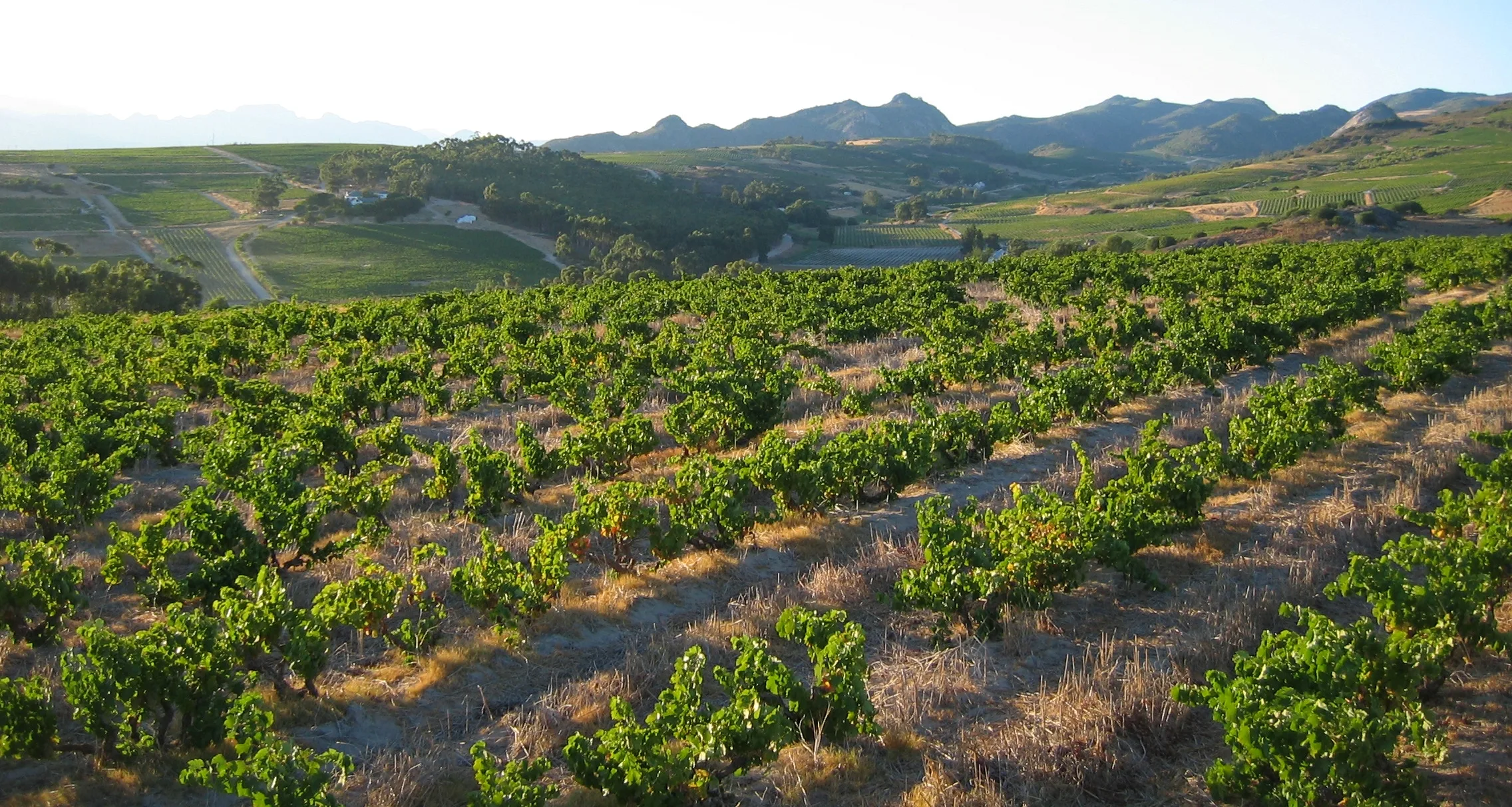 Swartland-style landscape - vineyard with mountain backdrop