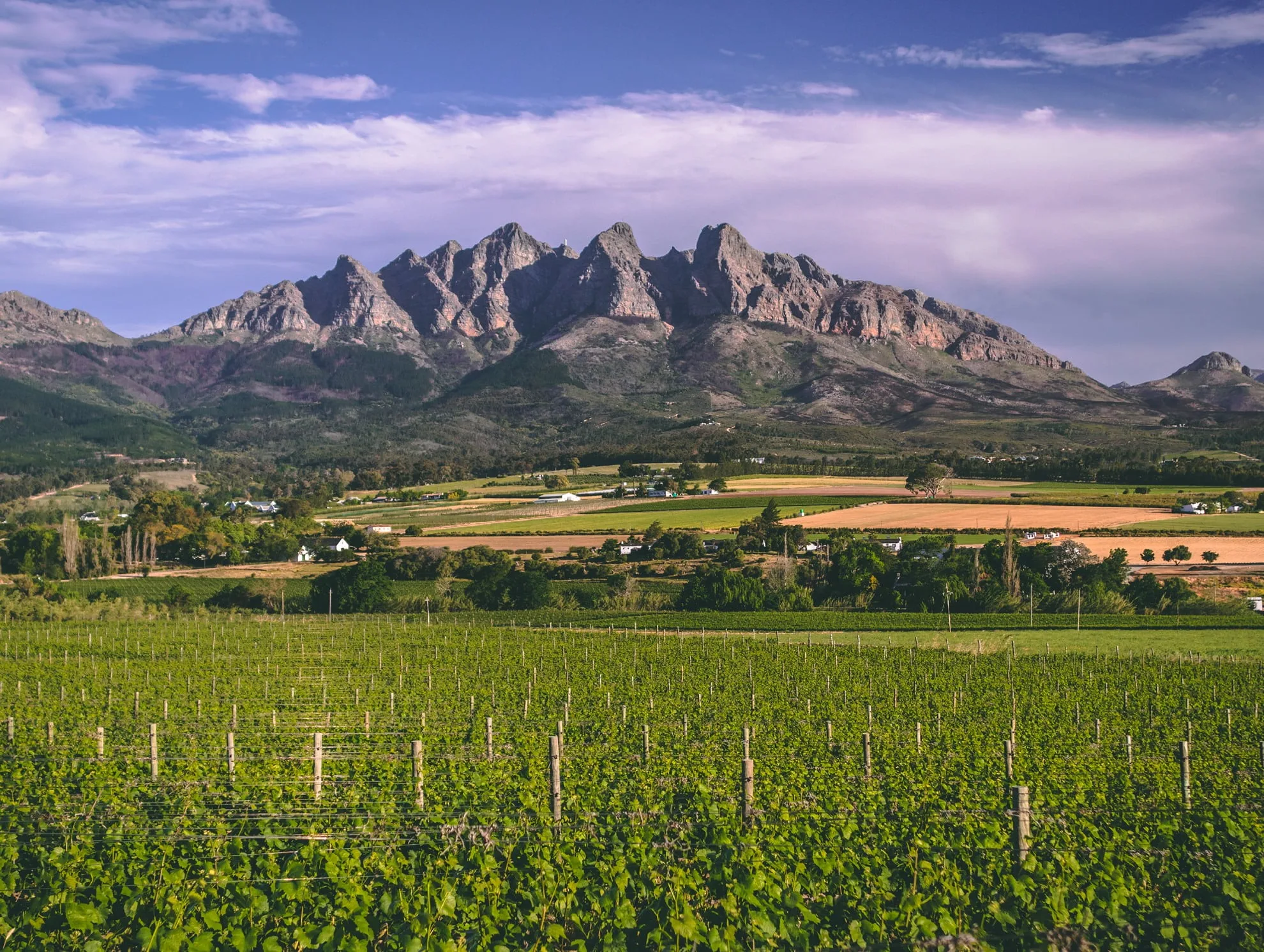 Wellington-style landscape - vineyard rows leading toward mountain range
