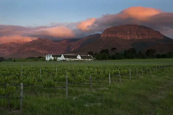 Paarl Mountain glowing pink at sunset behind a Cape Dutch homestead and vineyard rows