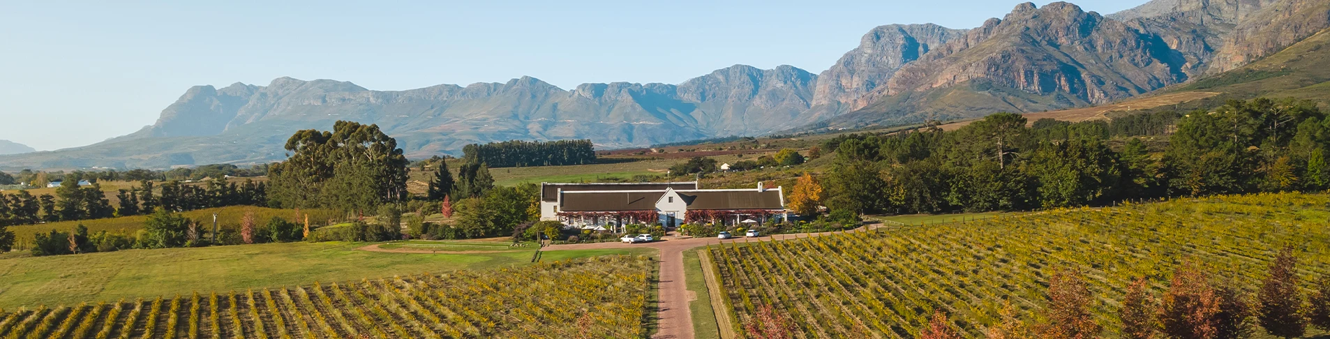 Avondale vineyard
