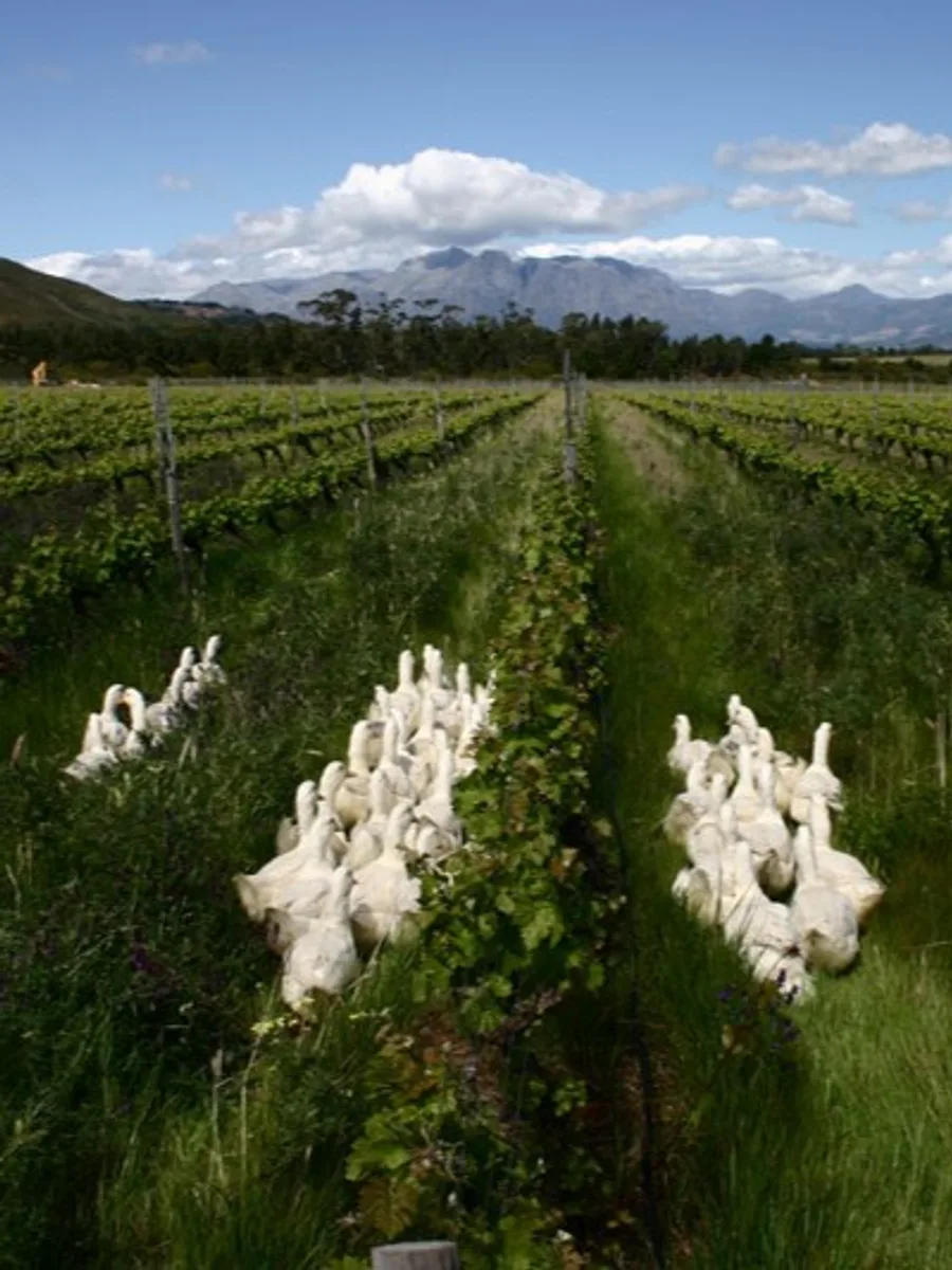 Avondale estate vineyards