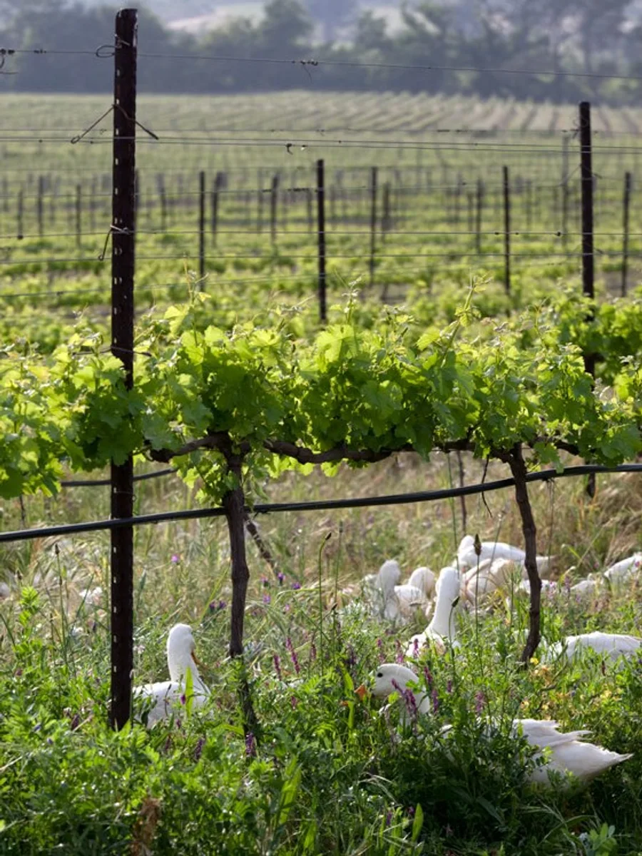 Avondale biodynamic cellar