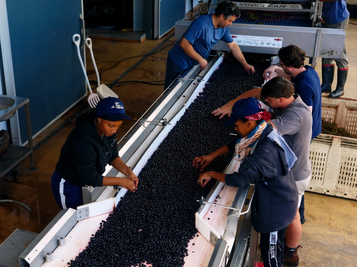 Benguela Cove vineyard and estate - image 6